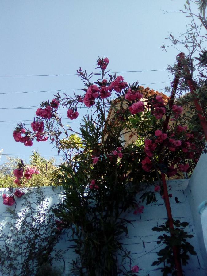 Dar Dalia Bed & Breakfast Şafşavan Dış mekan fotoğraf